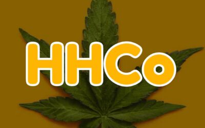 What is HHCo?